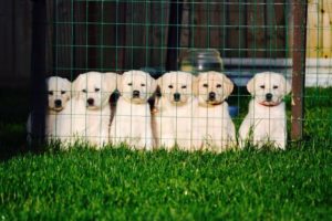 squintpuppy